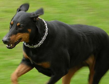 如何正确喂养杜宾犬（养一只健康的杜宾犬，这些你需要知道的事情）