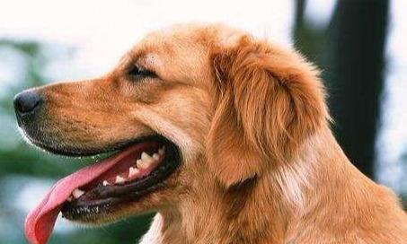 冬季如何养护你的短毛犬（宠物健康，从细节做起）