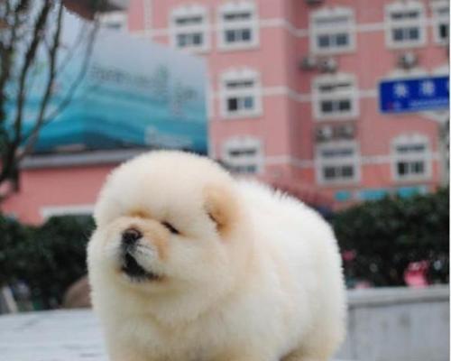 断奶后如何喂养松狮幼犬（科学喂养让你的宠物狗健康成长）