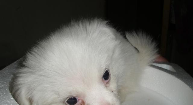 发现宠物博美犬呕吐，这样做可以拯救它的生命（如何正确处理博美犬的呕吐情况及预防方法）