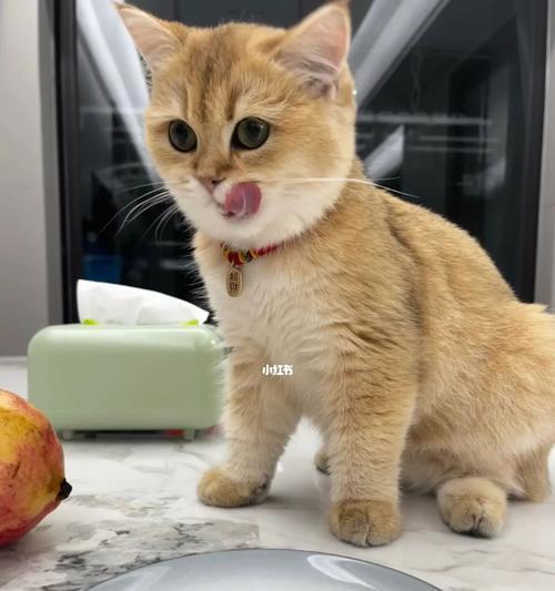 猫咪打嗝，必须引起重视！（宠物猫打嗝应该如何处理？）