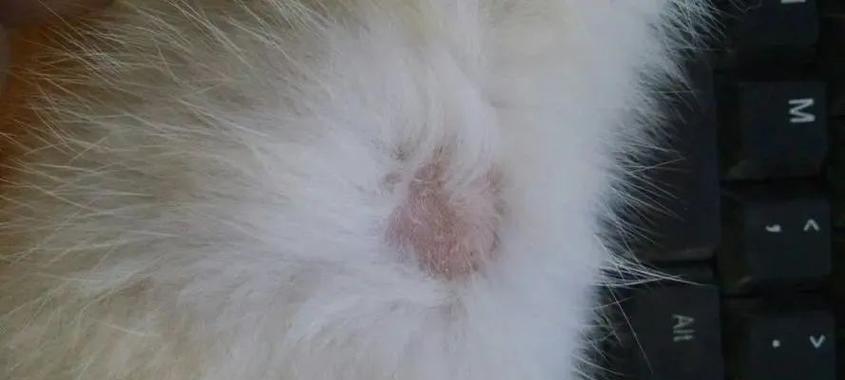 宠物猫咪皮肤病的预防与治疗（如何及早发现猫咪的皮肤病？如何正确的治疗皮肤病？）