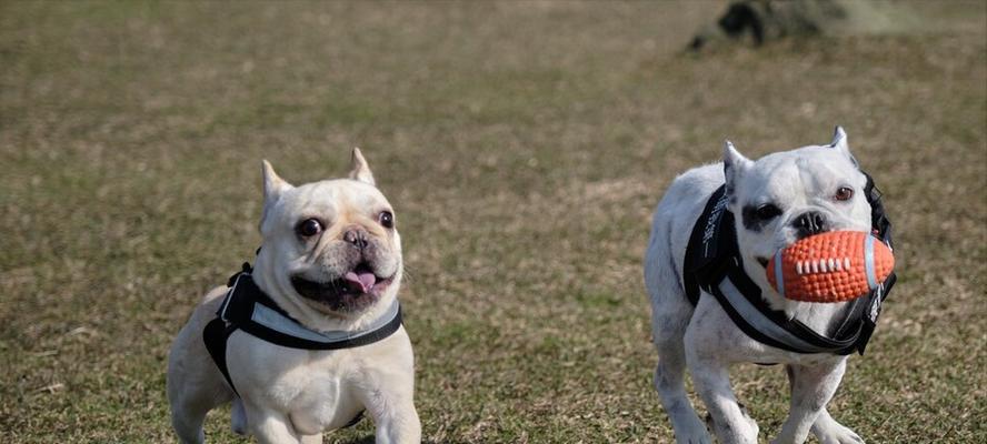 法国斗牛犬为什么需要吃蔬菜？（宠物健康必须重视，法国斗牛犬也需要蔬菜）