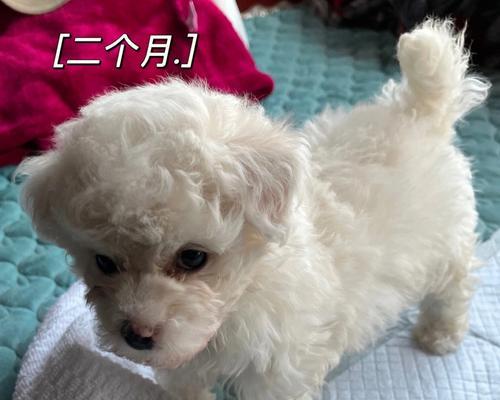 拥有比熊宠物，如何改掉咬手指的习惯？（15个有效方法让你的比熊停止咬手指）