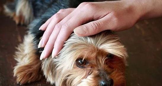 如何让幼犬亲人？（解决新进家的幼犬不亲人问题，让它爱上你）