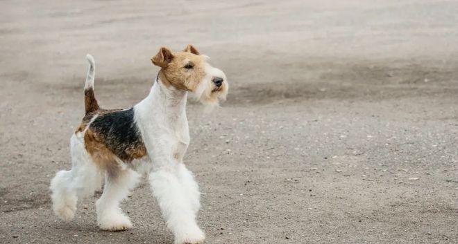 如何给刚毛猎狐梗幼犬洗澡？（掌握正确的步骤和注意事项）