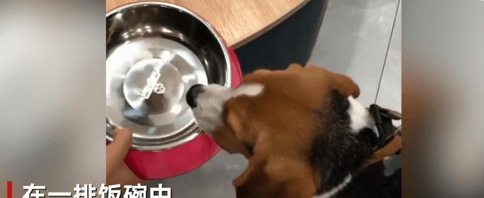 如何选择最适合你家狗狗的食盆？（一份关于狗狗食盆选择的详细指南）