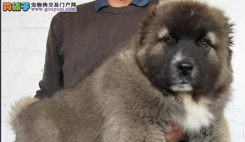 高加索犬螨虫病的症状表现（了解宠物高加索犬螨虫病的症状和治疗方法）