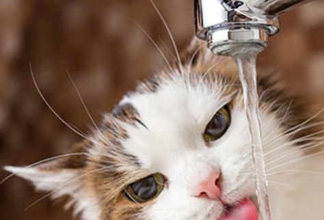 猫咪突然喝很多水，应该注意什么？（宠物健康与饮水量的关系）