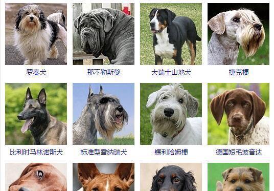 以罗秦犬为宠物的饲养方法（了解罗秦犬的特点和需求，打造幸福健康的宠物生活）