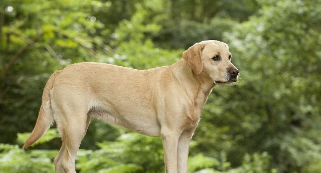 如何正确饲养拉布拉多寻回犬？（掌握拉布拉多寻回犬的特点，做好饲养工作）