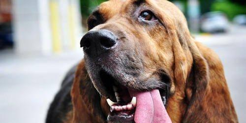 狗狗经常吐舌头的原因剖析（为什么狗狗喜欢伸出舌头？）