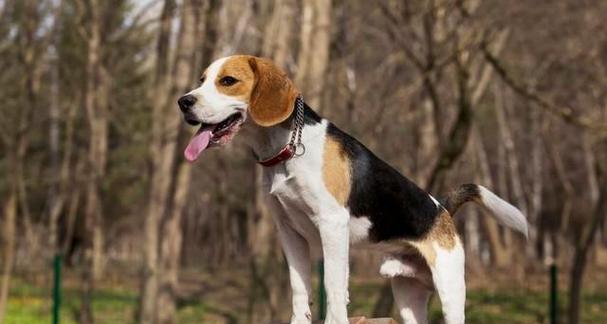 如何训练比格犬不乱叫（宠物教育技巧）