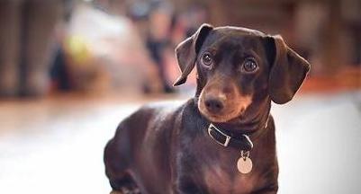 如何养护腊肠犬（打造健康、快乐的腊肠犬生活）