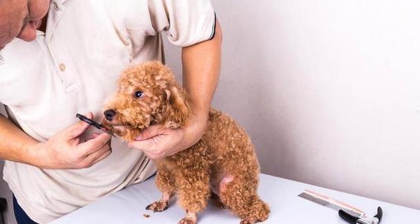 如何给你的泰迪犬梳理完美毛发（宠物美容必备技巧，毛发护理大揭秘）
