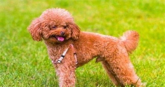 贵宾犬的饲养方法（关爱萌宠，呵护宠物生活）