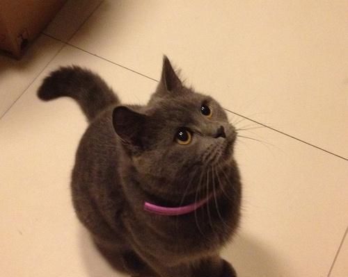 猫咪过年回家，如何避免自闭？（宠物是家人，陪伴需长久；回家需要准备，避免自闭情绪。）