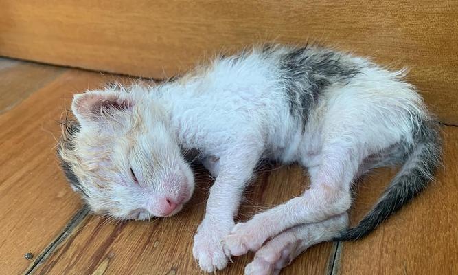 初识小猫宝宝（一只可爱的宠物，从出生开始）