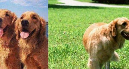 如何为金毛犬准备训练（金毛犬训练的必要性与方法）
