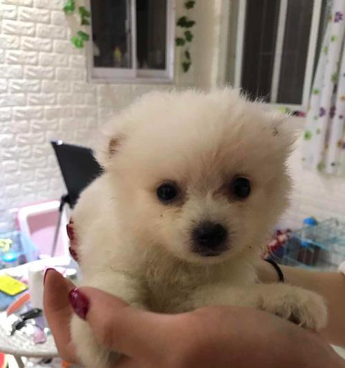 如何培养博美健康的饮食习惯