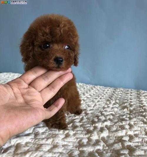 了解贵宾犬的小档案（宠物主人必读，掌握贵宾犬特点与养护技巧）