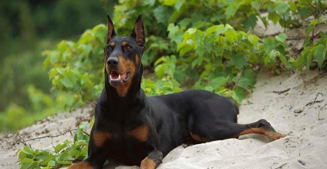 以杜宾犬能长多大（探秘杜宾犬生长的秘密，了解宠物生命的规律）