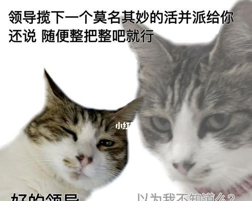猫咪喝醉表情包走红，引发网友热议（喝醉的猫咪表情包火爆网络，萌宠喝醉成趋势）