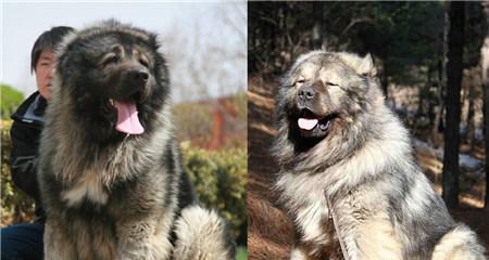 高加索犬饲养全指南（了解高加索犬，给它们提供最好的生活）