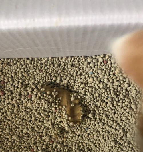 如何纠正宠物猫咪乱拉粑粑问题（掌握正确方法让猫咪不再乱拉）