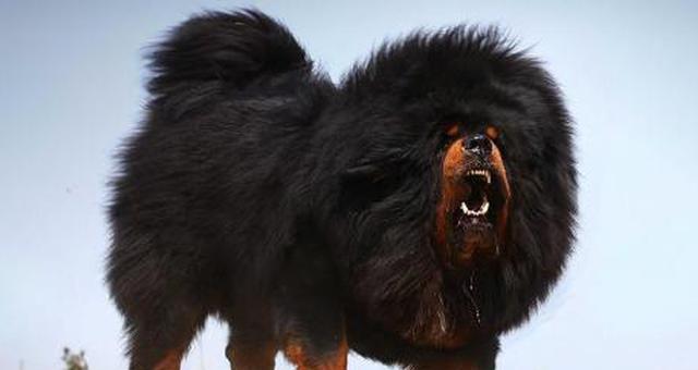 如何预防藏獒脱毛？（提高犬只抵抗力，科学饲养）