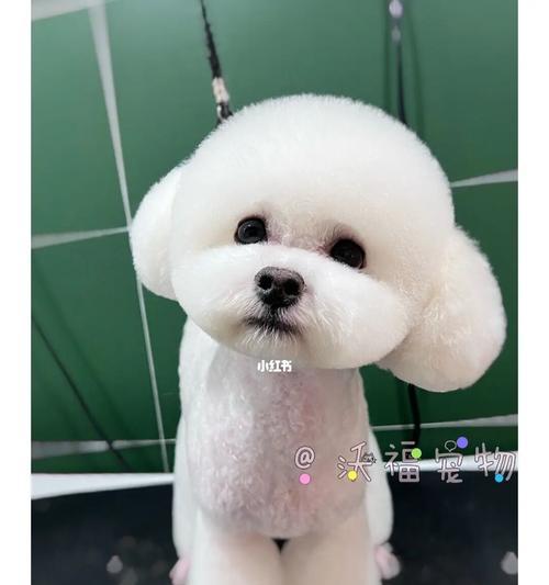 打造你家比熊犬的完美造型（从日常美容到重要场合的精致打扮，让你的爱宠时刻闪耀着迷人光芒）