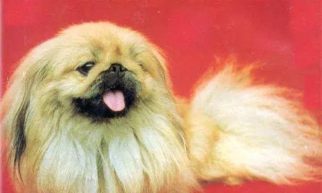 宠物犬吉度感冒应急指南（提高宠物犬的免疫力，远离感冒疾病）