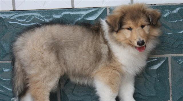 如何饲养健康快乐的苏格兰牧羊犬（从营养、运动、训练等多个方面掌握关键）