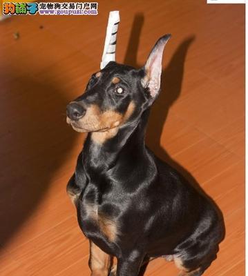 美系杜宾犬与德系杜宾犬的区别（从性格、外观、训练等方面进行比较）