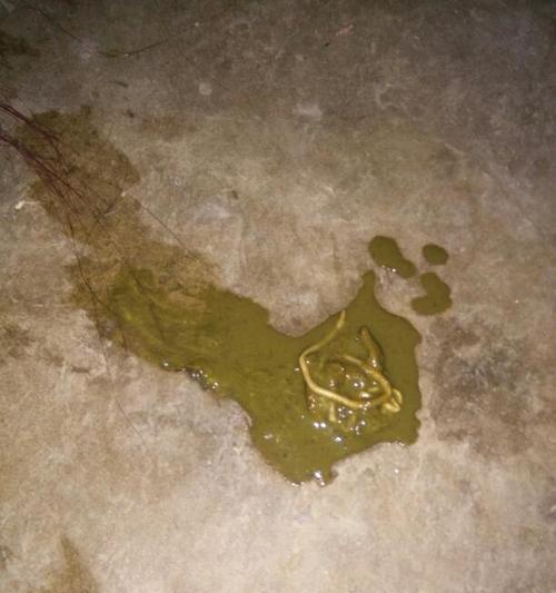如何有效处理宠物狗狗拉出来的蛔虫？（教你正确处理宠物狗狗身体内的蛔虫！）