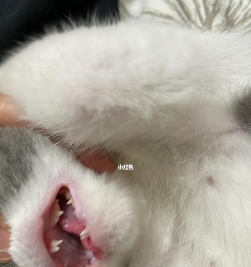 贵宾犬双排牙问题解决方法（如何处理贵宾犬双排牙，让宠物更健康）