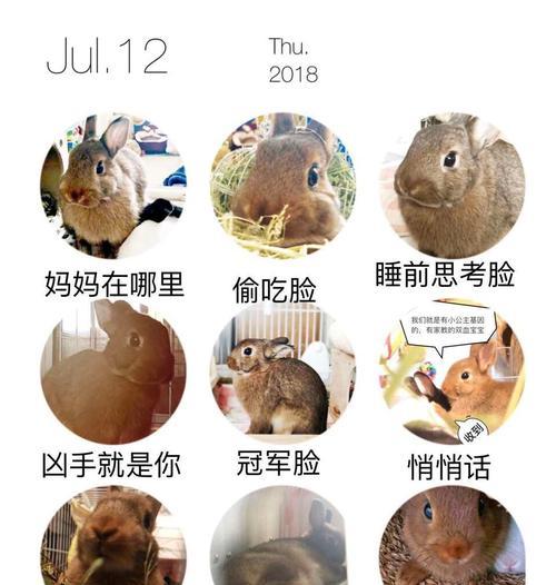 小兔猼的饲养方法（从营养、环境到健康，全方位呵护你的小兔猼）