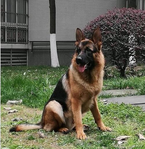 如何训练你的德国牧羊犬（成为一名出色的犬主人）