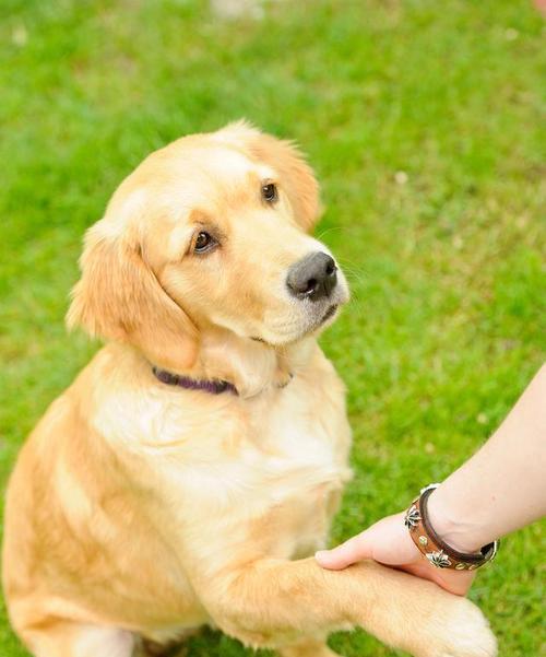 金毛犬便秘怎么办？（以宠物为主，小心调理）