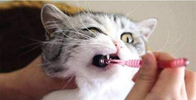 为什么猫咪的口气臭味扑鼻？（探究猫咪口臭的原因及解决方法）