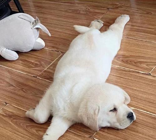 宠物犬的幸福不容忽视（以斗牛犬为例，探究强迫和否定训练的负面影响）