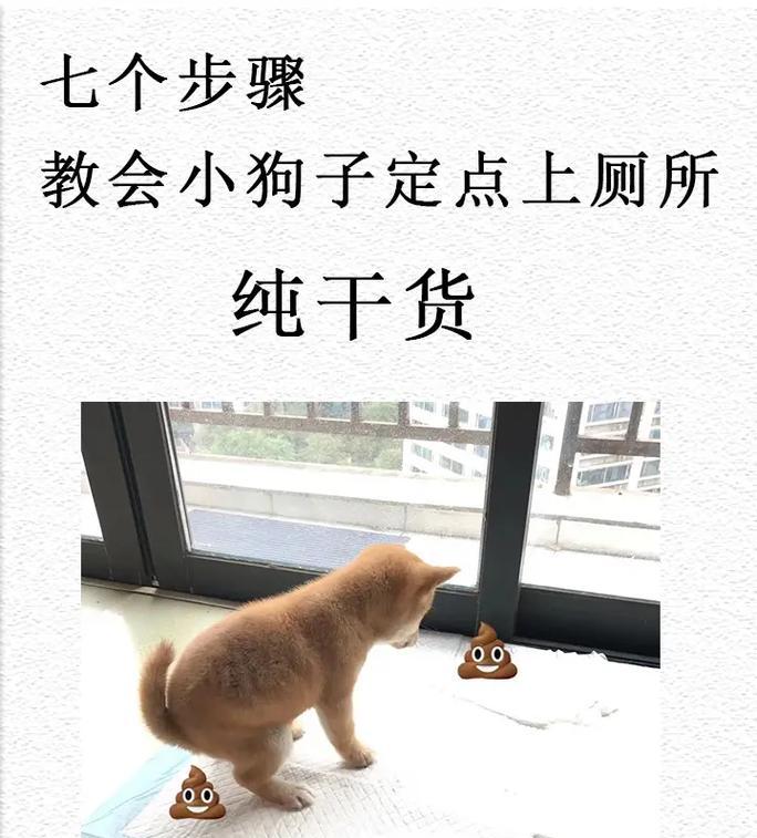 小猫乱拉屎怎么办？（10个实用方法教你解决小猫乱拉屎的烦恼）