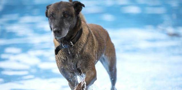 犬如何训练适应声响？（以宠物为主，了解犬的声响适应能力训练方法）