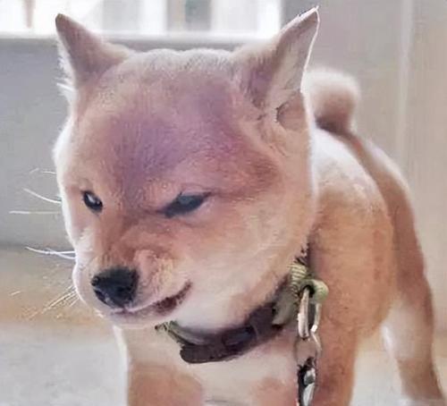 从细节处看懂狗狗的情绪（如何识别和处理狗狗的情绪，让TA更快乐）