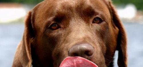 为什么狗狗喜欢舔东西？（探究狗狗舔东西的原因及如何避免不良行为）