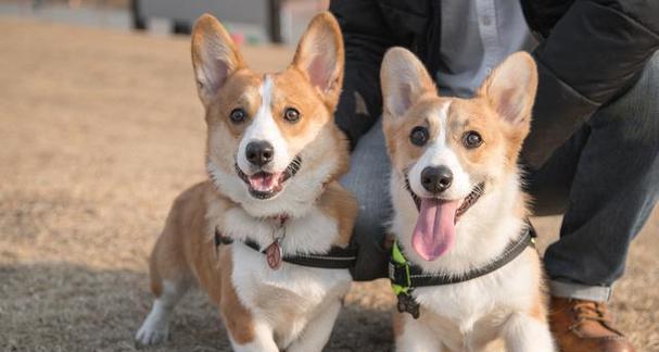 揭秘柯基犬的聪明程度（同类中的排名和训练成效）