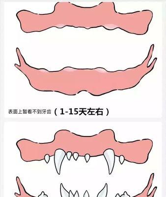 拉布拉多的牙齿护理（如何给宠物犬做好牙齿护理？）