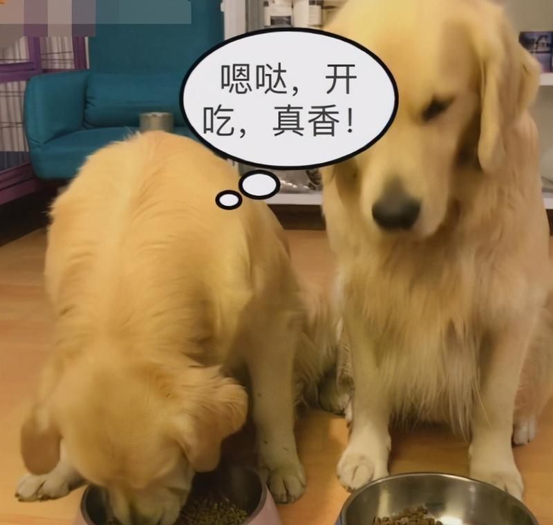 当宠物吃下巧克力，该怎么办？（应对宠物误食巧克力的正确方法）