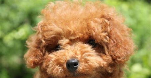 泰迪犬太瘦了怎么办？（宠物增肥指南，让你的泰迪健康又可爱）