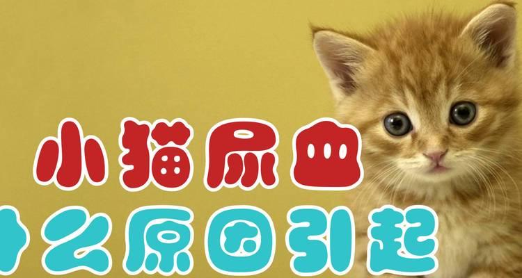 猫咪出现尿血，可能患上哪些疾病？（了解常见的疾病和症状，预防和治疗更有效）